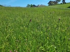Cirsium rivulare