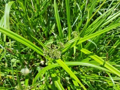 Scirpus sylvaticus