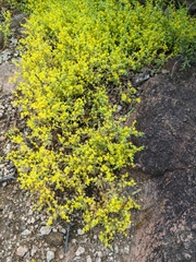 Sedum nuttallii