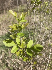 Fraxinus albicans