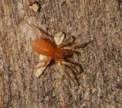 Oonopidae