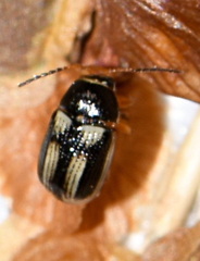 Cryptocephalus elegantulus