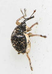 Orobitis cyanea