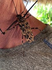 Acrocinus longimanus