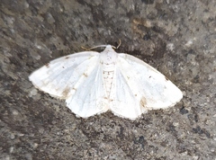 Lomographa bimaculata