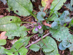 Pulmonaria