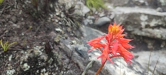 Disa ferruginea