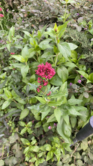Centranthus ruber
