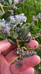 Ceanothus spinosus