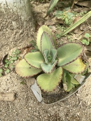 Kalanchoe crenata