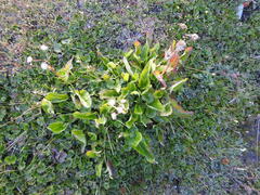 Senecio smithii