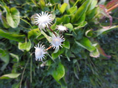 Senecio smithii