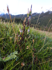 Gentianella magellanica