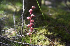 Corallorhiza striata