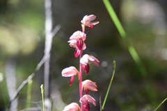 Corallorhiza striata