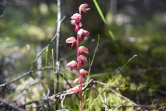 Corallorhiza striata