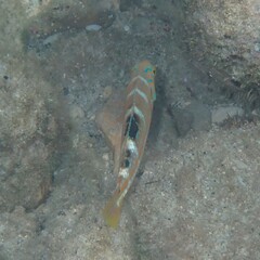 Halichoeres radiatus