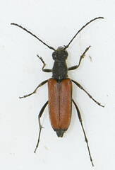 Lepturini
