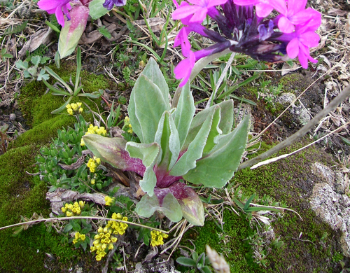 Draba oreades, photograph 4