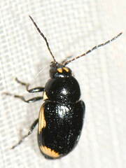 Cryptocephalus moraei