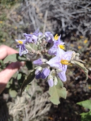Solanum lanceolatum