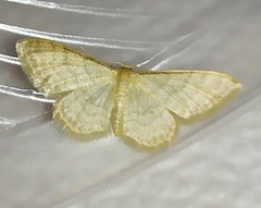 Idaea dilutaria