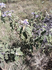 Solanum lanceolatum