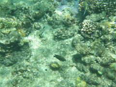 Ctenochaetus striatus