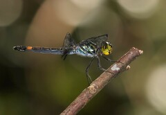 Agrionoptera sexlineata