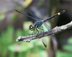 Agrionoptera sexlineata