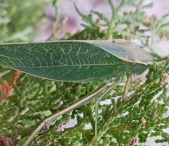 Microcentrum californicum