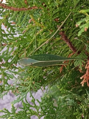 Microcentrum californicum