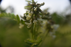 Astragalus neglectus