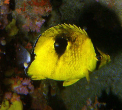 Chaetodon interruptus