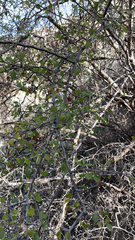 Prunus fremontii