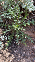 Lepidium lasiocarpum