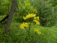 Crepis praemorsa