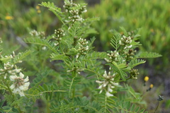 Astragalus neglectus