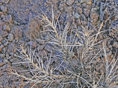 Artemisia spinescens
