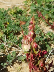 Rumex pictus