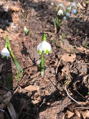 Leucojum vernum