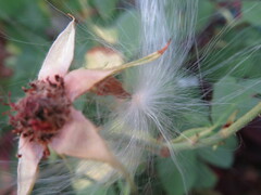 Asclepiadinae