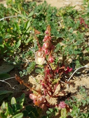 Rumex pictus
