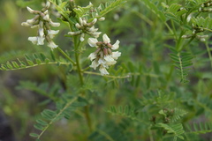 Astragalus neglectus