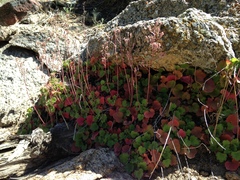 Heuchera hirsutissima