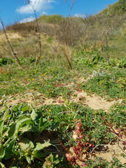 Rumex pictus