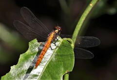 Lyriothemis cleis