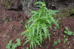 Sonchus congestus