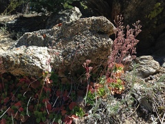 Heuchera hirsutissima