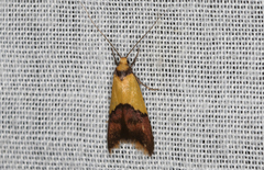 Hemibela oxyptera